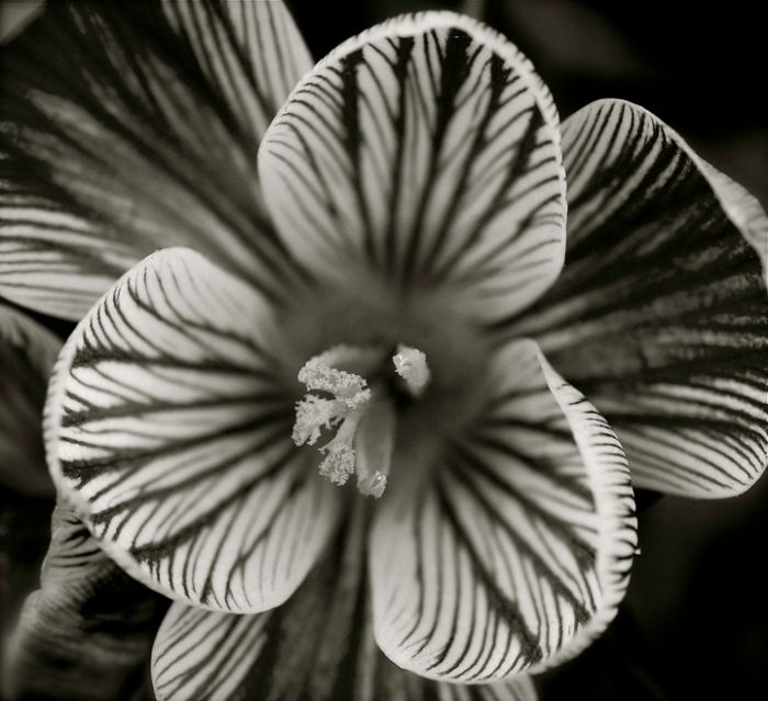 This is a black and white variation of a Green Spring flower Rob Paine 