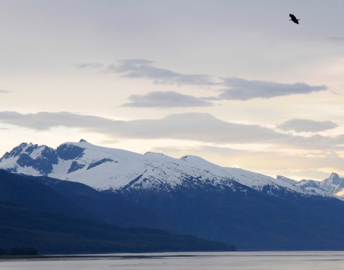 Bald Eagle over Alaska