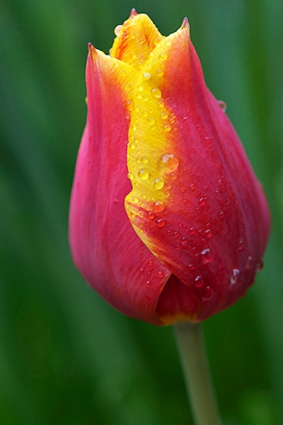 web tulip