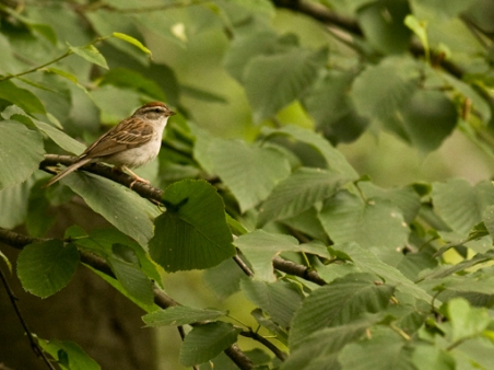 web chipping sparrow