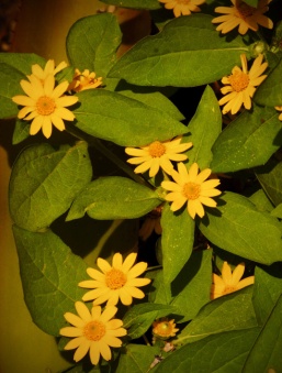 web yellow flowers
