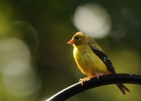 Rob paine goldfinch