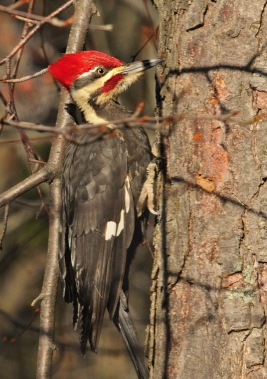 rob paine pileated