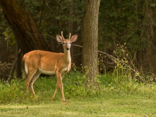 Rob Paine Deer on Potomac