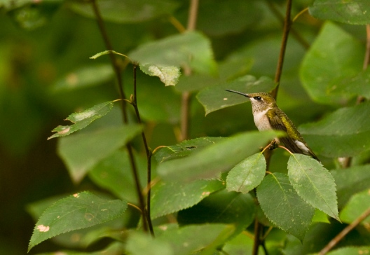 Web Rob Paine Hummingbird
