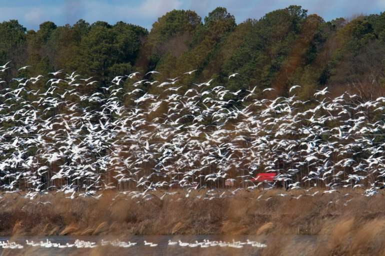 web snow geese one