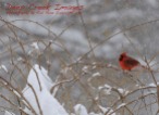 rob paine another cardinal in the snow