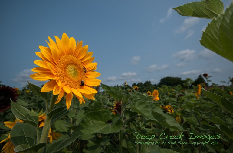 rob painbe sunflower field