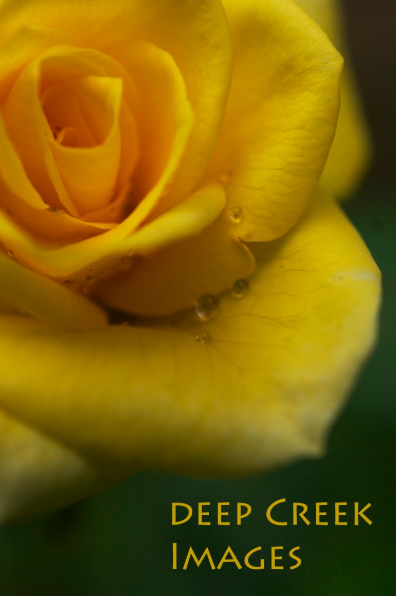 rob paine yellow rose
