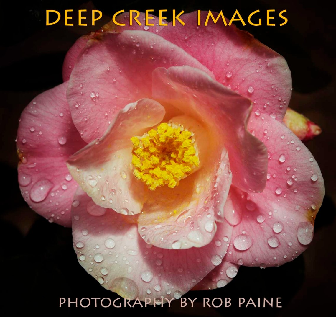 11-Photo by Rob Paine/Deep Creek Images/Copyright 2015